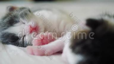 <strong>搞笑视频</strong>两只宠物可爱新生小猫睡觉团队在床上.. 宠物概念宠物概念。 生活方式小猫